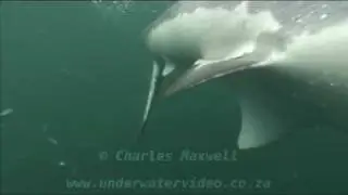 Great White Sharks - Filmed by Charles Maxwell