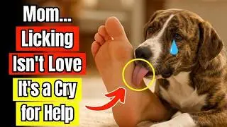If Your Dog Licks You, They&rsquo;re Trying to Tell You THIS&hellip;