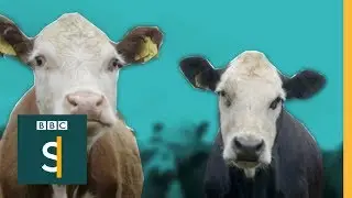 A vegetarian beef farmer protecting his stock from slaughter - BBC Stories