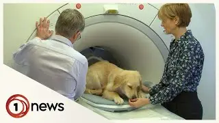 New Zealand's first-ever MRI scanner dedicated to pets opens in Christchurch