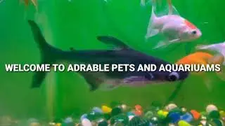 Things to know before buying gold fish (Tamil)