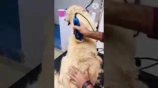 Golden retriever grooming✂️✂️