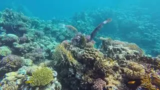 Scribbled filefish a vivid picture of the Red Sea 🪸🐠