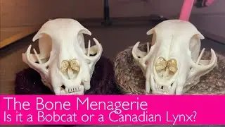 The Bone Menagerie: Bobcat and Canadian Lynx Skull Differences