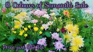 8 Colours of Samanthi for sale / Sale by @RVGarden-msv .