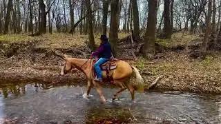 CLYDE&mdash; Best mule ever on the Cowgirl Cadillac Sale!!  February 25, 2023