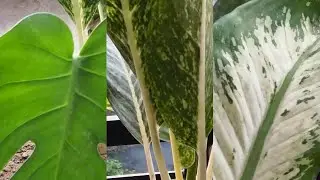 5 Never-Dying Indoor Plants / 5 Beautiful Indoor Plants With Big Leaves! Make Your Home Beautiful