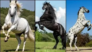 10 Most Beautiful Horses on Earth | Rare Breeds You&rsquo;ve Never Seen Before
