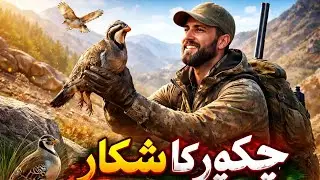 Chukar Partridge Hunting in Mountains  Traditional Chakor Shikar Vlog #chukarpartridge #vlog #viral 