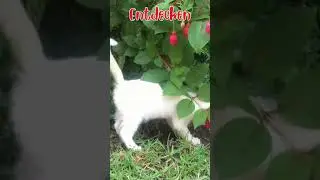 #joy  #cats  #puppy #playing  #sweet #cats  #relax  #sweet