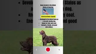 Dog Breeds in the USA: A Guide to America's Favorite Pups