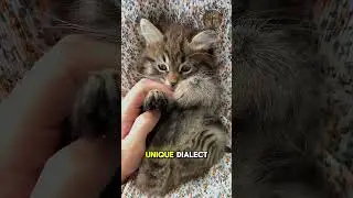 Cat meow facts Secret Cat Language: Why Your Cat Meows at You