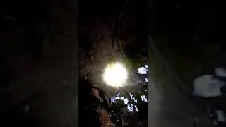 cari udang di laut pake senter
