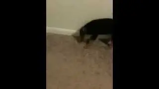 Puppy vs. door stop