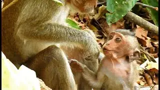Poor Pity Baby Tinyo Crying To Insist Milk But Poor Mom Tinya Is Not Well Her Leg Is Still Injured