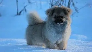 5 Irresistible Reasons to Bring a Tibetan Spaniel Home in 2025! 🐶✨