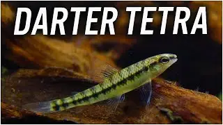РУКОВОДСТВО ПО УХОДУ ЗА ТЕТРАМИ DARTER - Characidium fasciatum