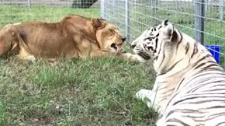 White Tiger and Lion Eat Eve Meals & Meds