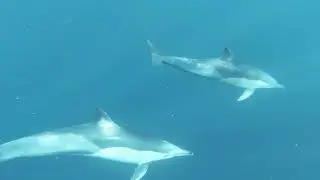 Dolphin | Copyright Free Planet6720 (No Attribution Required)