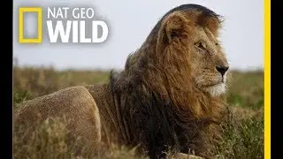 Wild Africa - Fearless Predators | Wildlife Rules (Nat Geo Wild)