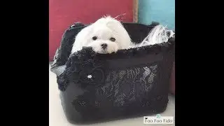 Hideaway Pet Travel Bag. Designer Luxury Dog Carrier Purse by Foo Foo Fido