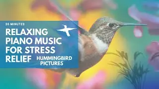 Relaxing Piano Music For Stress Relief 30 minutes | Hummingbird Pictures