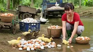 [TIMELAPSE] Harvest 1000+ Duck Eggs &ndash; Loading a Full Truck to Sell at Market