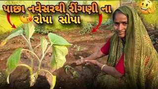 પાછા રીંગણીના રોપા સોપી દીધા છે 🌱🍆#dance @refugiomental6032 #vlog 