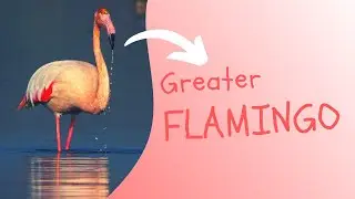 A healthy wild flamingo feeding on algae #shorts