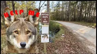 I Went to The Red Wolf Recovery Area in The Alligator River National Wildlife Refuge