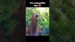 Experience a Day with Elephants: Care, Connect, and Protect