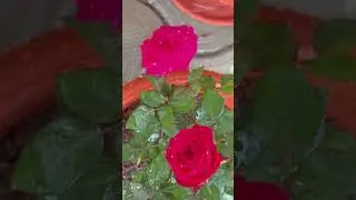 #gardening #roselove #flowers #rose #prune #nature #gardeningideas #pruning