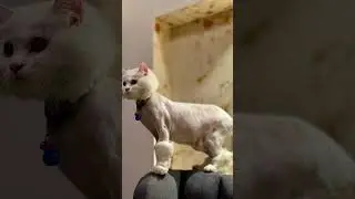 snow 💕#snowbell #cat #funnyvideo #shortvideo #shorts