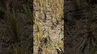 Snake encounter in the rice paddy. Maybe a Philippine Cobra. #snake #philippinecobra #ricepaddy #wow