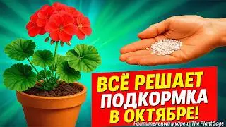 FEED YOUR GERANIUMS IN OCTOBER WITH THIS SO THAT THEY WILL BLOOM IN THE SPRING 🌿 HOW TO FEED GERA...