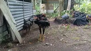 Ayam mabung bagaimana cara merawat nya,, #adenaji