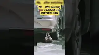 Cat Becomes a Gym Beast After Watching Workout Motivation 😂🐾