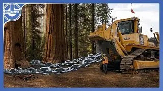 From Trees to Destruction: The Terrifying Impact of Paper Production