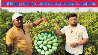 वांगी पिकातुन घेतले 30 टनांपर्यंत उत्पादन जाग्यावर 9 लाखांची गेम #वांगी #brinjal #agri #farming