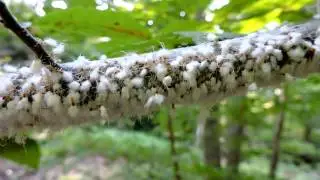 Capital Naturalist: Woolly Beech Blight Aphids Dancing