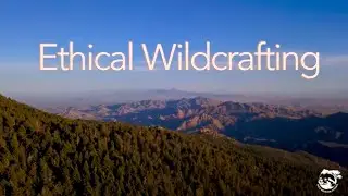 Ethical Wildcrafting | Wild Medicine School