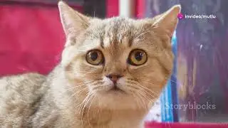 The Charming American Shorthair: Your Perfect Feline Companion!  #American Shorthair #americancat