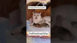 Mother&rsquo;s love #cat #cats #kitten #lovepets #funny #love #kittens #cute #kittenslovers
