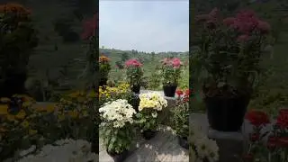 Flower Garden 🌸 Relaxing Music for Mind Refresh | #flowergarden #shorts