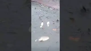 জালে মাছ আর মাছ | জালে মাছের ছড়াছড়ি #fishing #fishingvideo #viral #shortsfeed #shorts