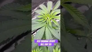 Red Banana Berry Strain VEG Day 35  #420 #seedtoharvest #crazybud