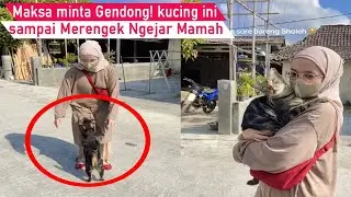 SUMPAH GEMES! kucing manja Merengek Lucu Minta di Gendong Mamah sampai Maksa/kompilasi kucing Lucu