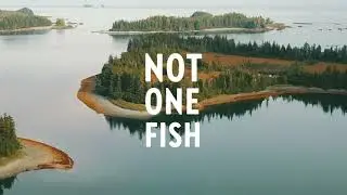 A Wildly Pure, Sustainable Fish Oil | Wholemega by New Chapter