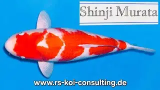 Kohaku - Murata Koi Farm - Nisai (geb2024) 58cm (w) R.S KOI CONSULTING PREMIUM SELECTION [BreederAC]