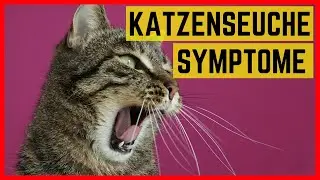 KATZENSEUCHE SYMPTOME - So erkennen Sie die gef&auml;hrliche Katzenkrankheit